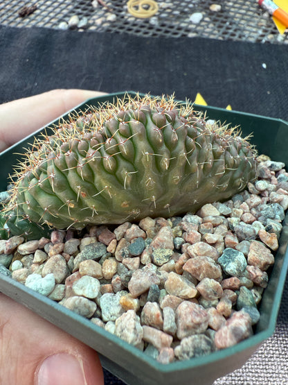 Gymnocalycium ochoterranae crest 214