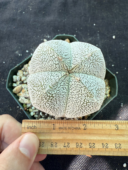 Astrophytum onzuka cactus 215
