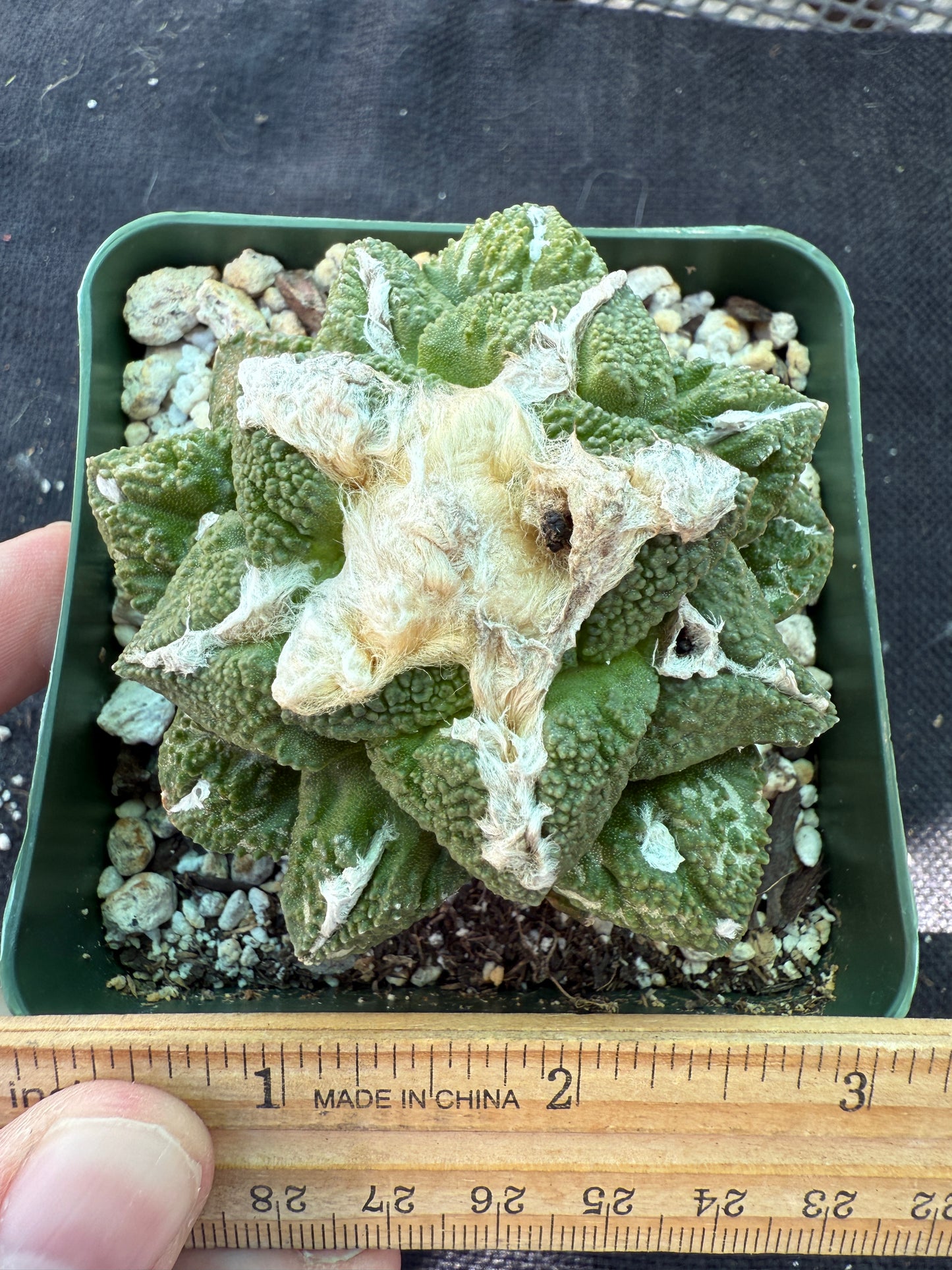 Ariocarpus kotschoubeyanus x Godzilla on short graft 216