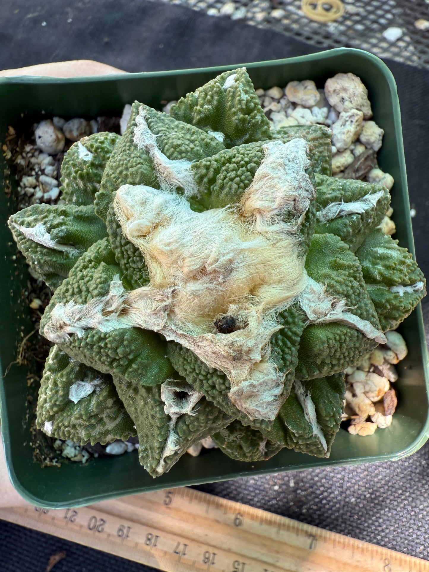 Ariocarpus kotschoubeyanus x Godzilla on short graft 216