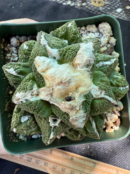 Ariocarpus kotschoubeyanus x Godzilla on short graft 216