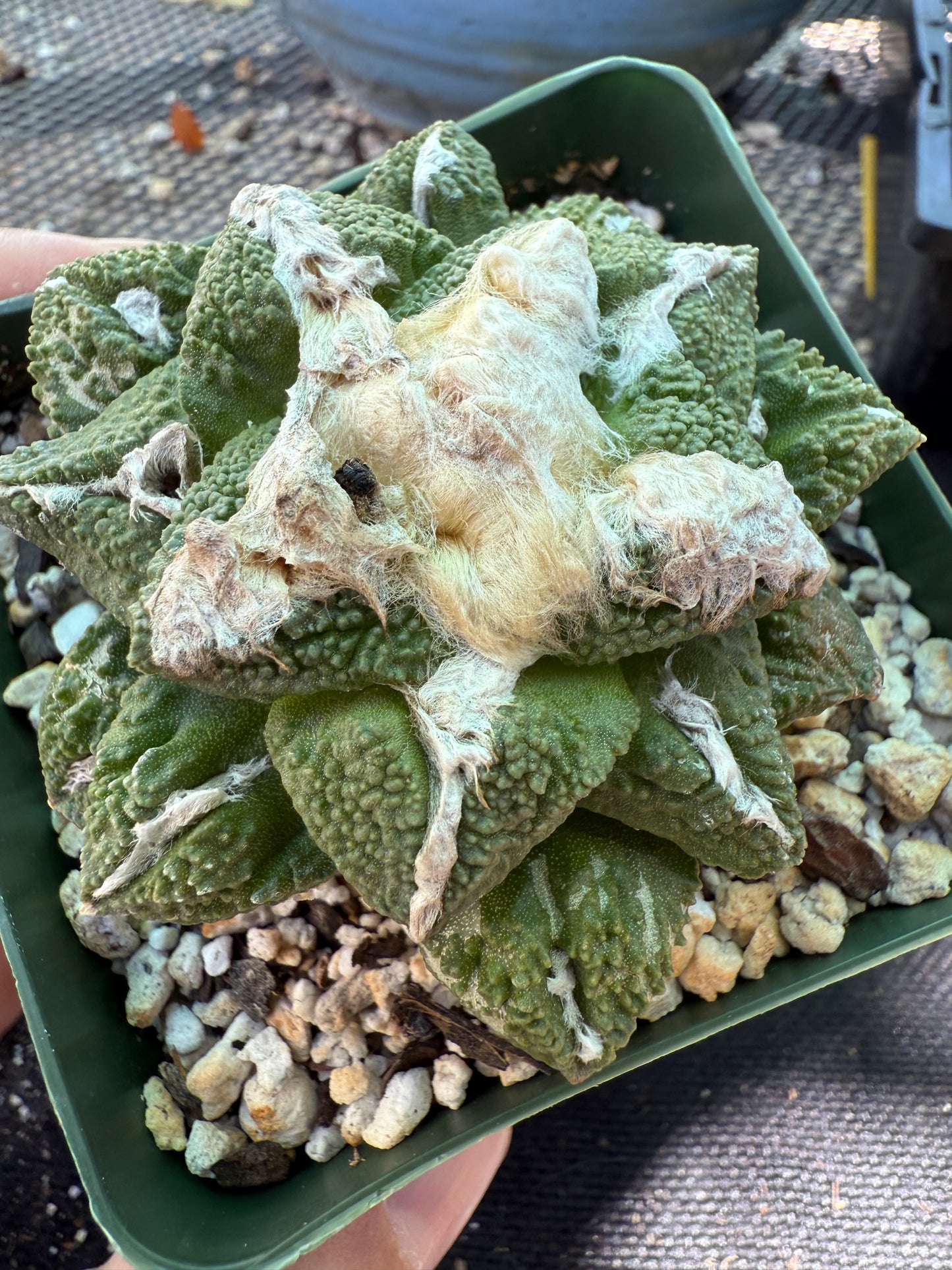 Ariocarpus kotschoubeyanus x Godzilla on short graft 216
