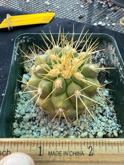 Copiapoa haseltoniana cactus 1698