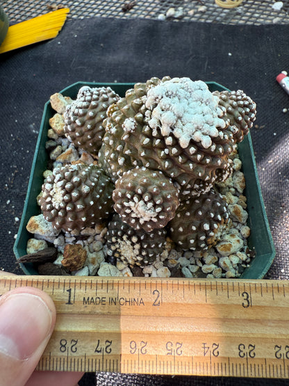 Copiapoa tennuissima monstrose very nice 221