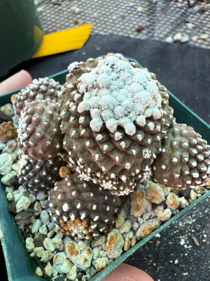 Copiapoa tennuissima monstrose very nice 221