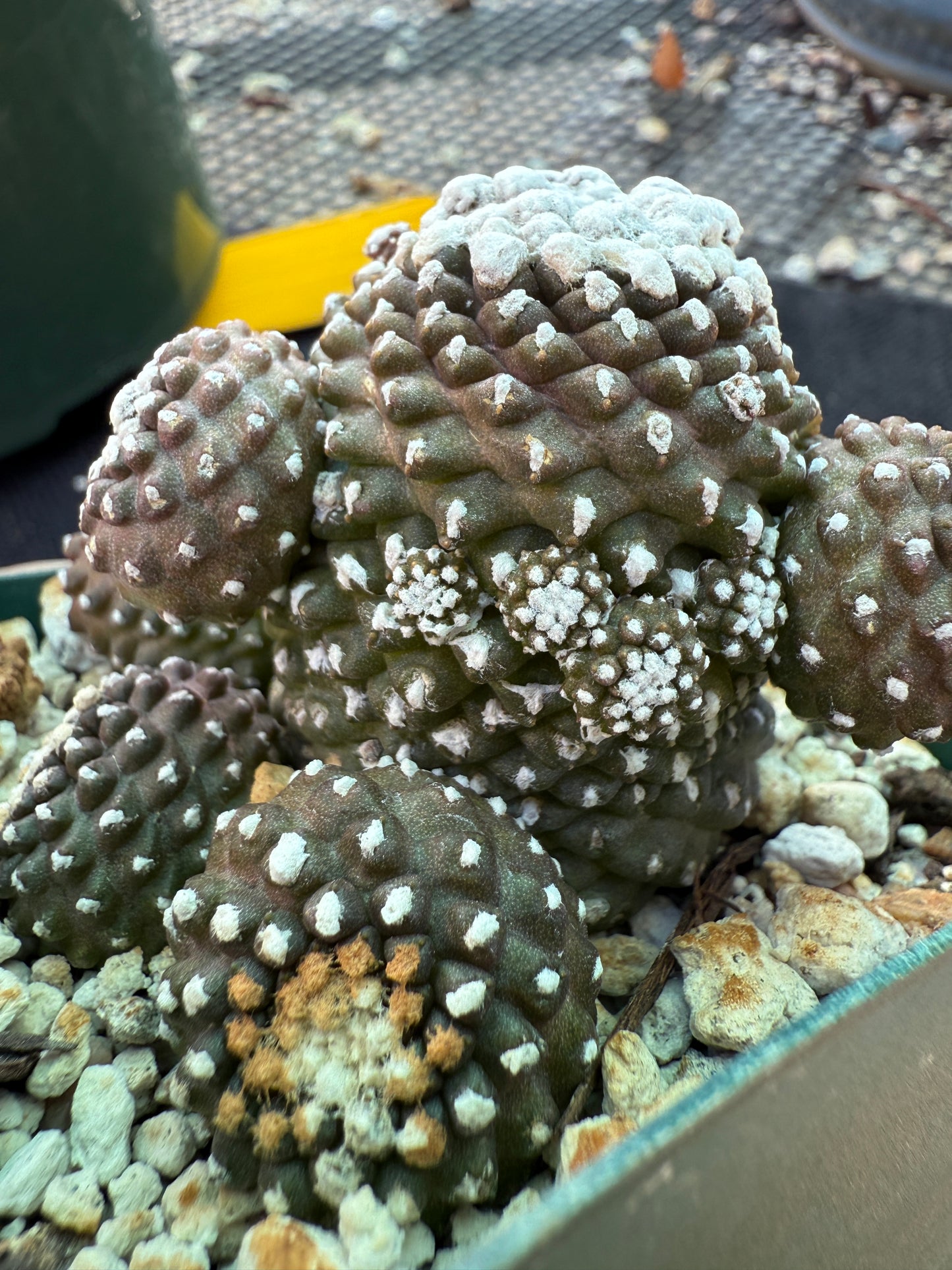 Copiapoa tennuissima monstrose very nice 221