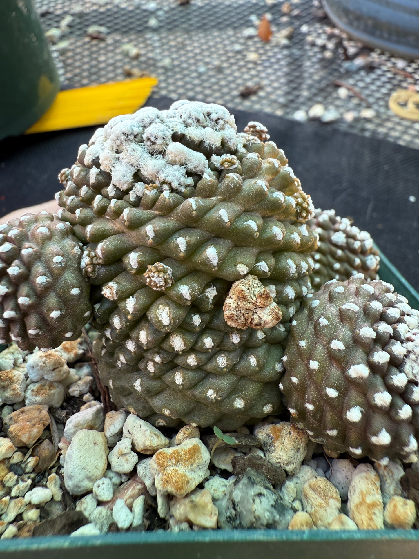 Copiapoa tennuissima monstrose very nice 221