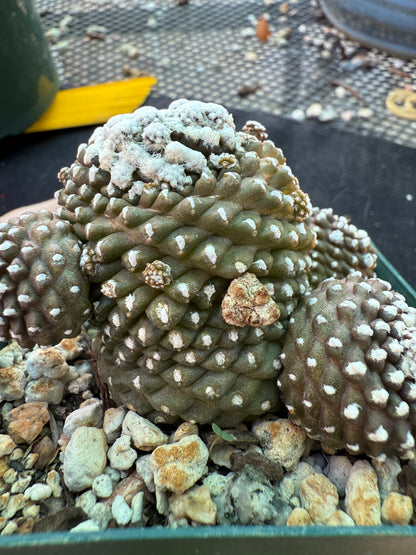 Copiapoa tennuissima monstrose very nice 221