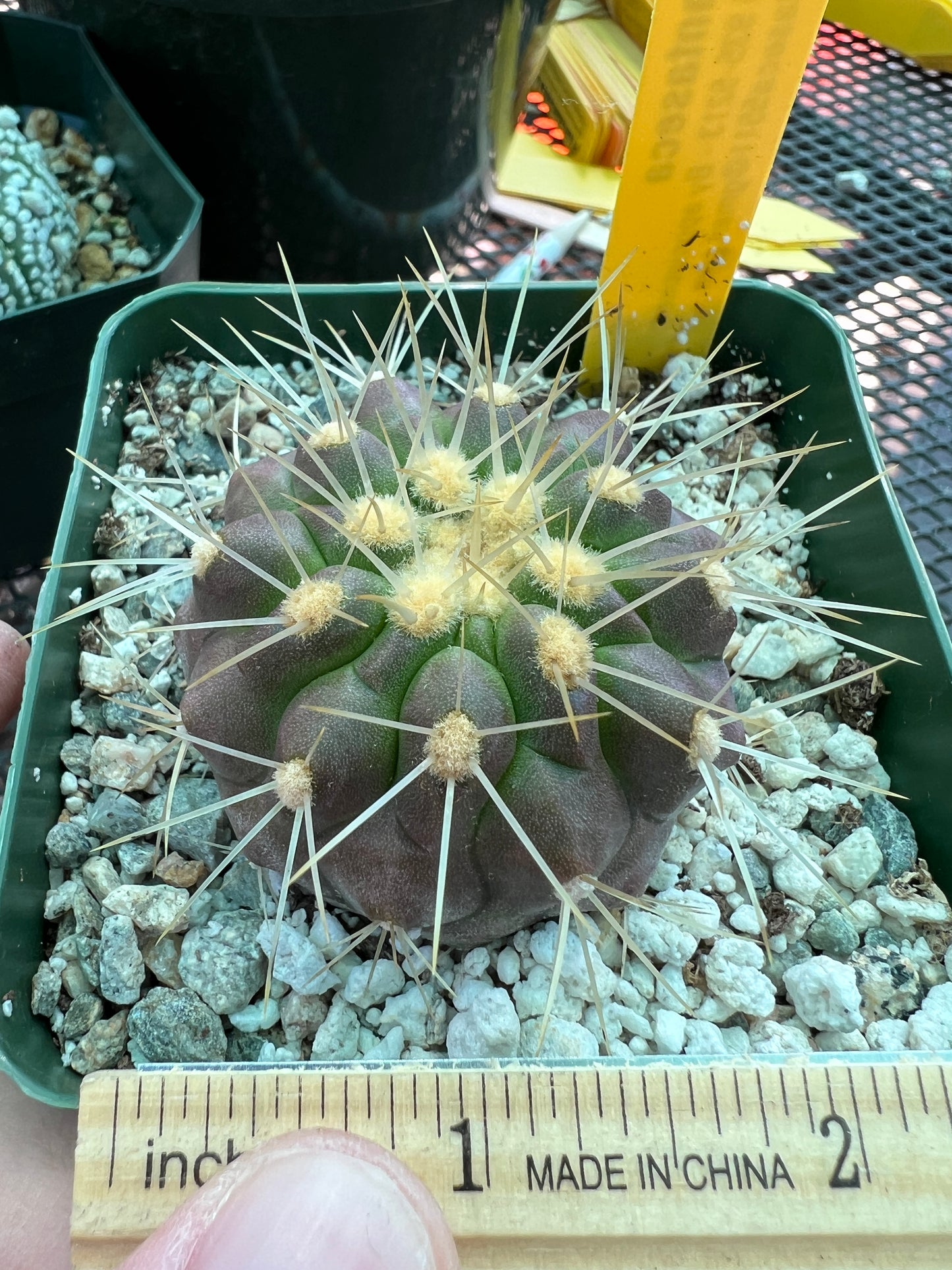 Copiapoa haseltoniana cactus #2 now in 4.25 inch pot