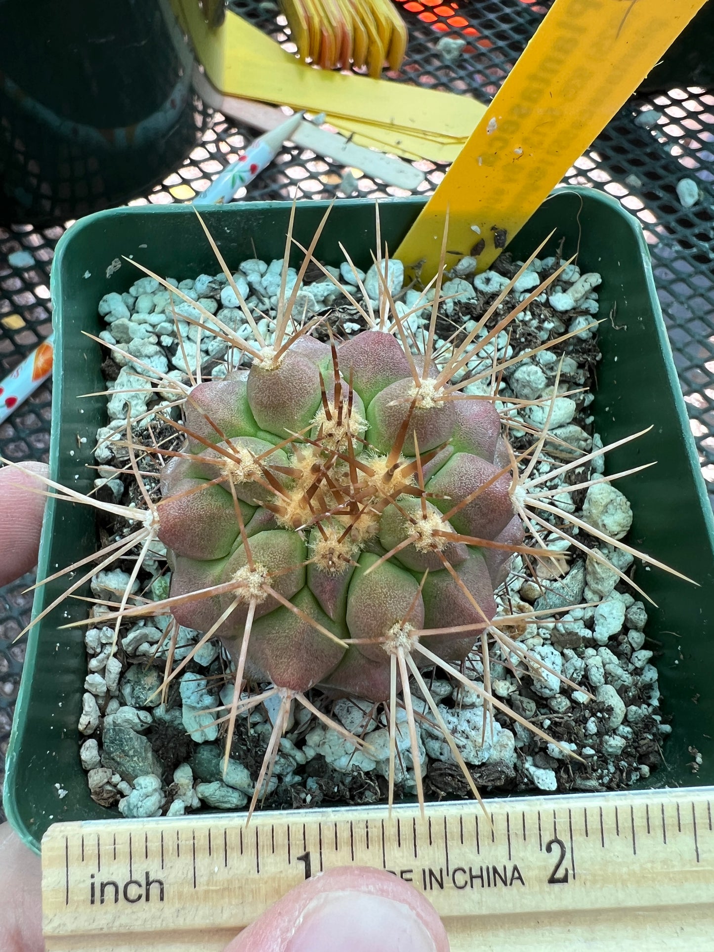 Copiapoa haseltoniana cactus #4 small scar