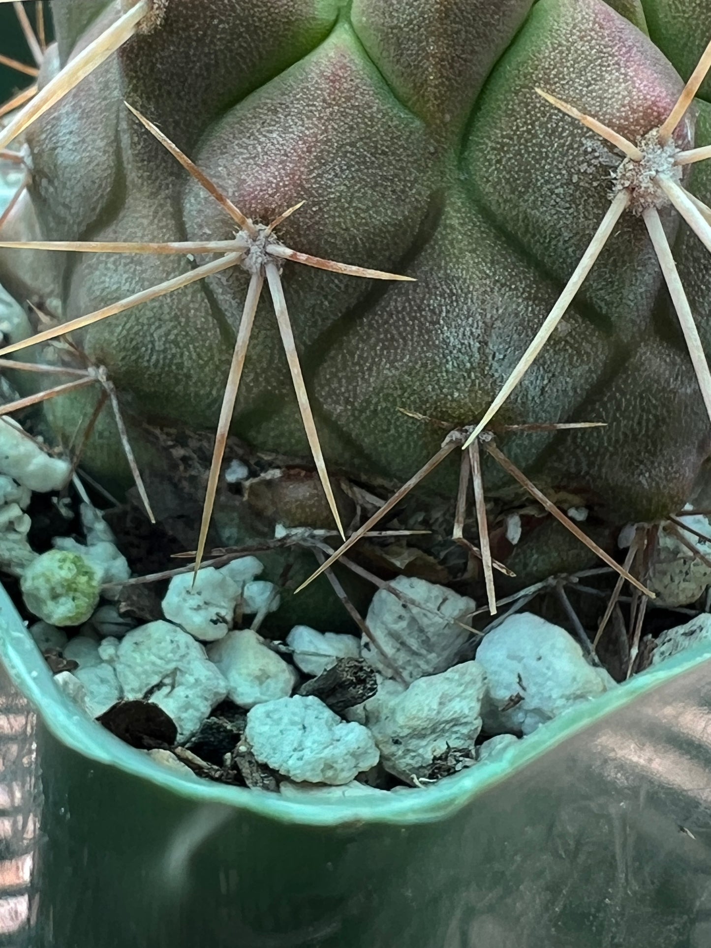 Copiapoa haseltoniana cactus #4 small scar