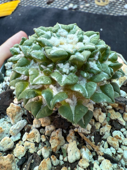 Ariocarpus kotschoubeyanus v sladkovsky rare cactus on short graft with many many pups 223