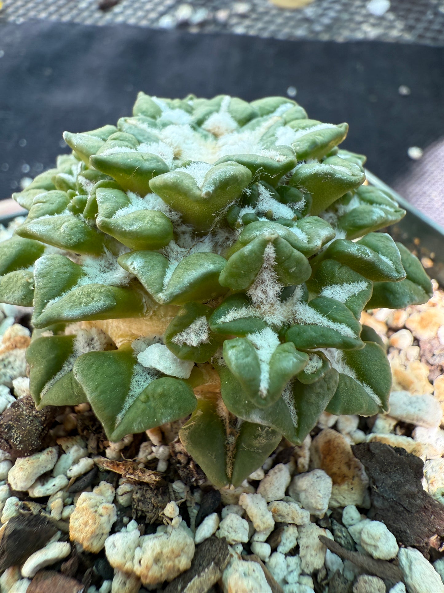 Ariocarpus kotschoubeyanus v sladkovsky rare cactus on short graft with many many pups 223