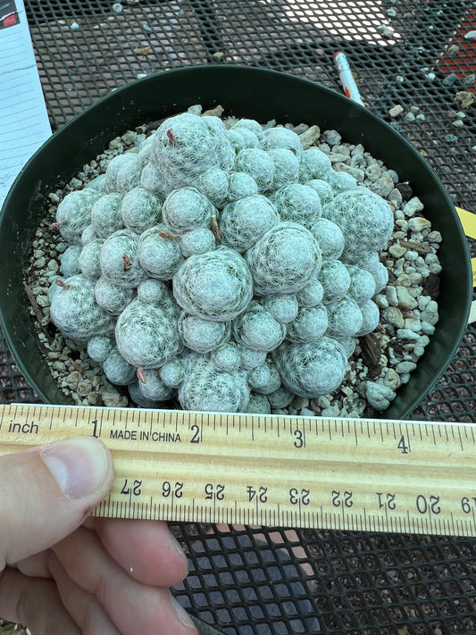 Mammillaria humboldtii cactus in 6 inch pot larger #2