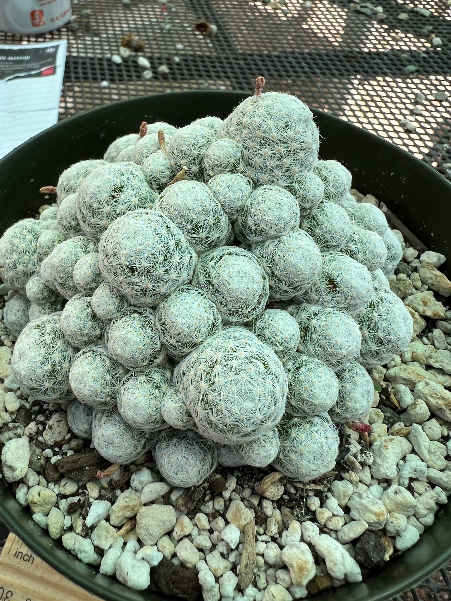 Mammillaria humboldtii cactus in 6 inch pot larger #2