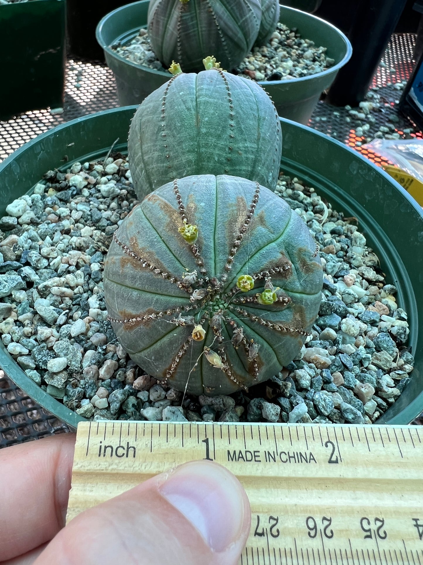 Euphorbia obesa two headed plant, has some marks on one head
