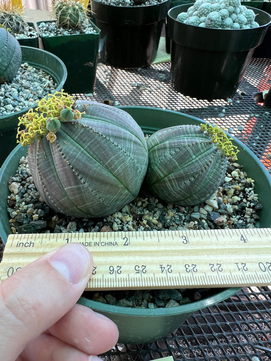 Euphorbia obesa two headed plant, no marks very nice cheap