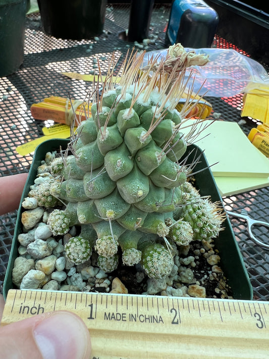 Strombocactus disciformis v. Caespitosa rare plant