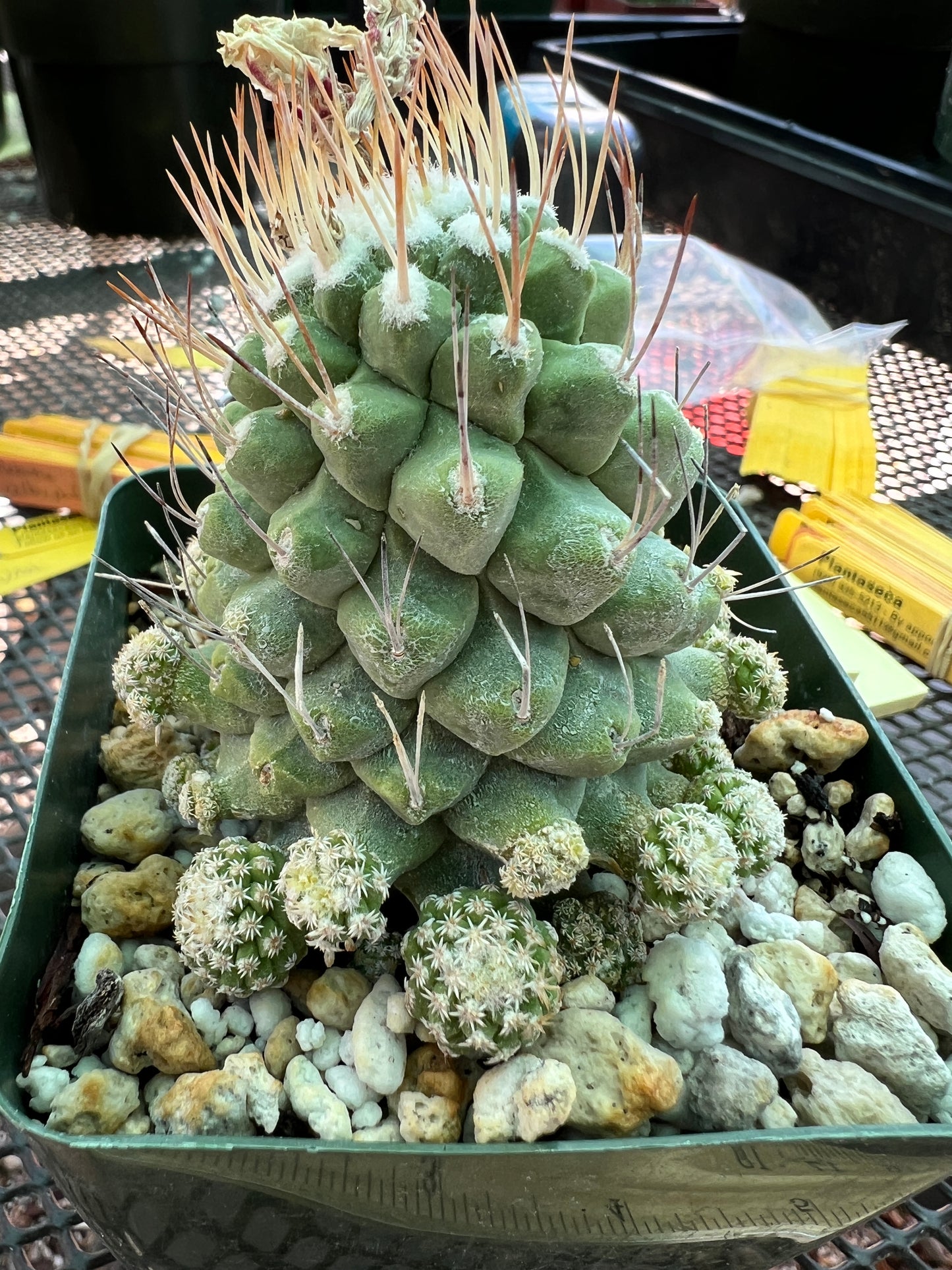Strombocactus disciformis v. Caespitosa rare plant