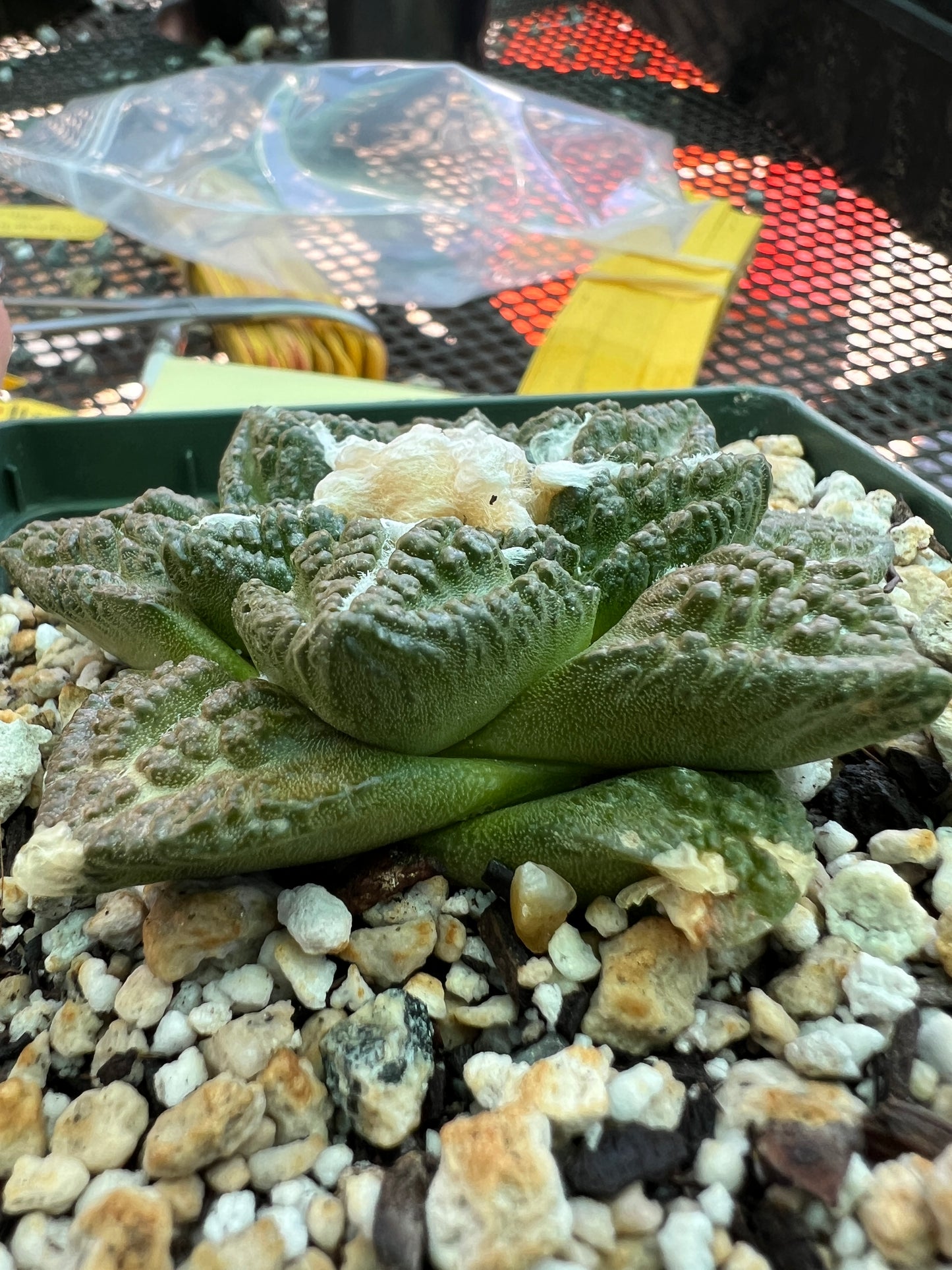 Ariocarpus fissuratus in 4.25 inch pot