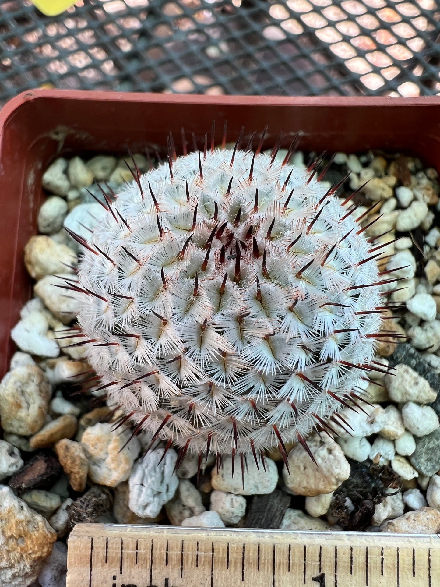 Mammillaria Perezdelarosae v. Andersonii cactus rare miniature