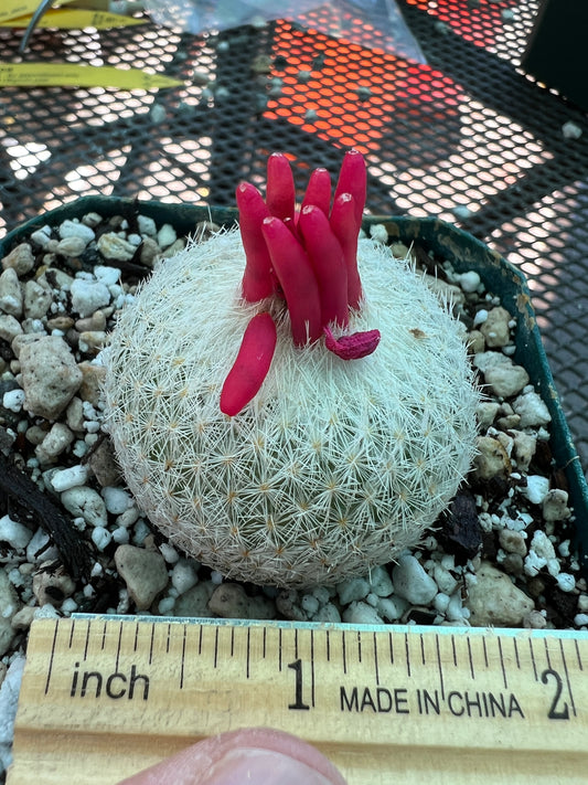 Epithelantha micromeres in 3.25 to inch pot