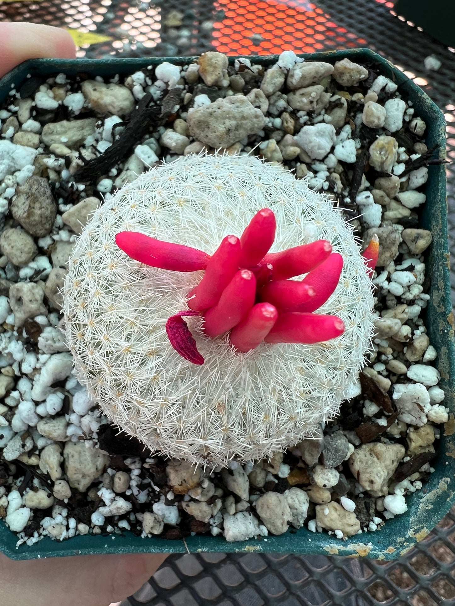 Epithelantha micromeres in 3.25 to inch pot