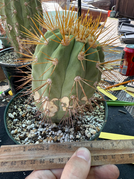 Copiapoa eremophila in 7 inch pot old plant with character 1157