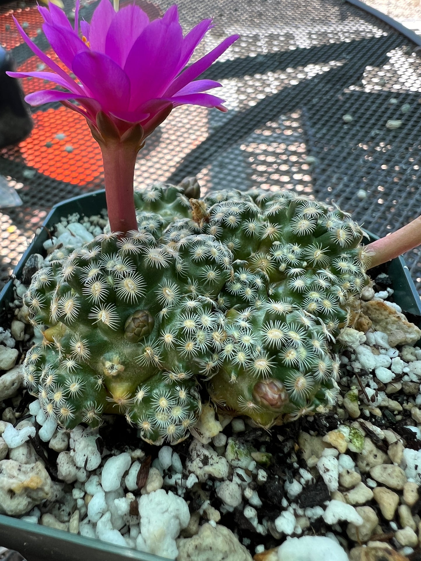 Mammillaria saboae cactus in 3.25 inch pot rare