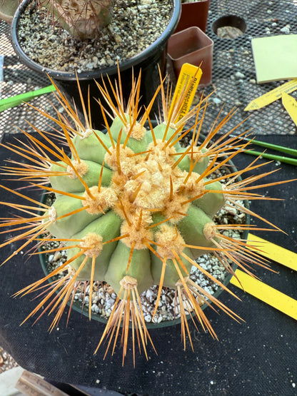 Copiapoa eremophila in 7 inch pot old plant with character 1157