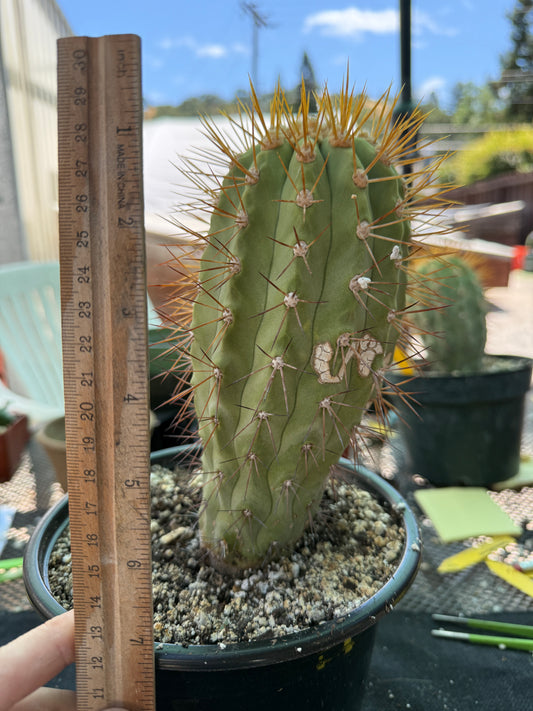 Copiapoa eremophila large and tall old specimen in 7 inch pot 1158