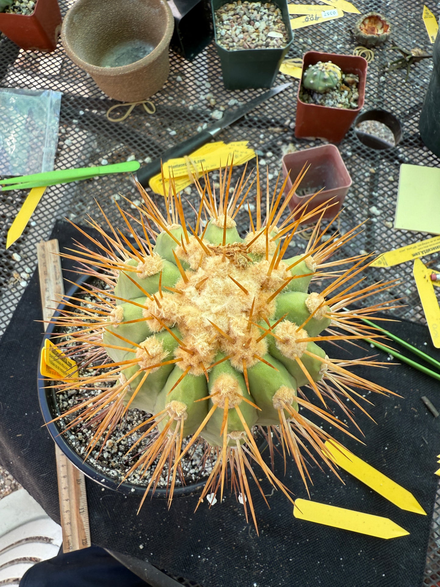 Copiapoa eremophila large and tall old specimen in 7 inch pot 1158