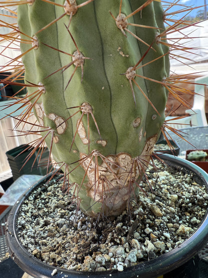 Copiapoa eremophila large and tall old specimen in 7 inch pot 1158