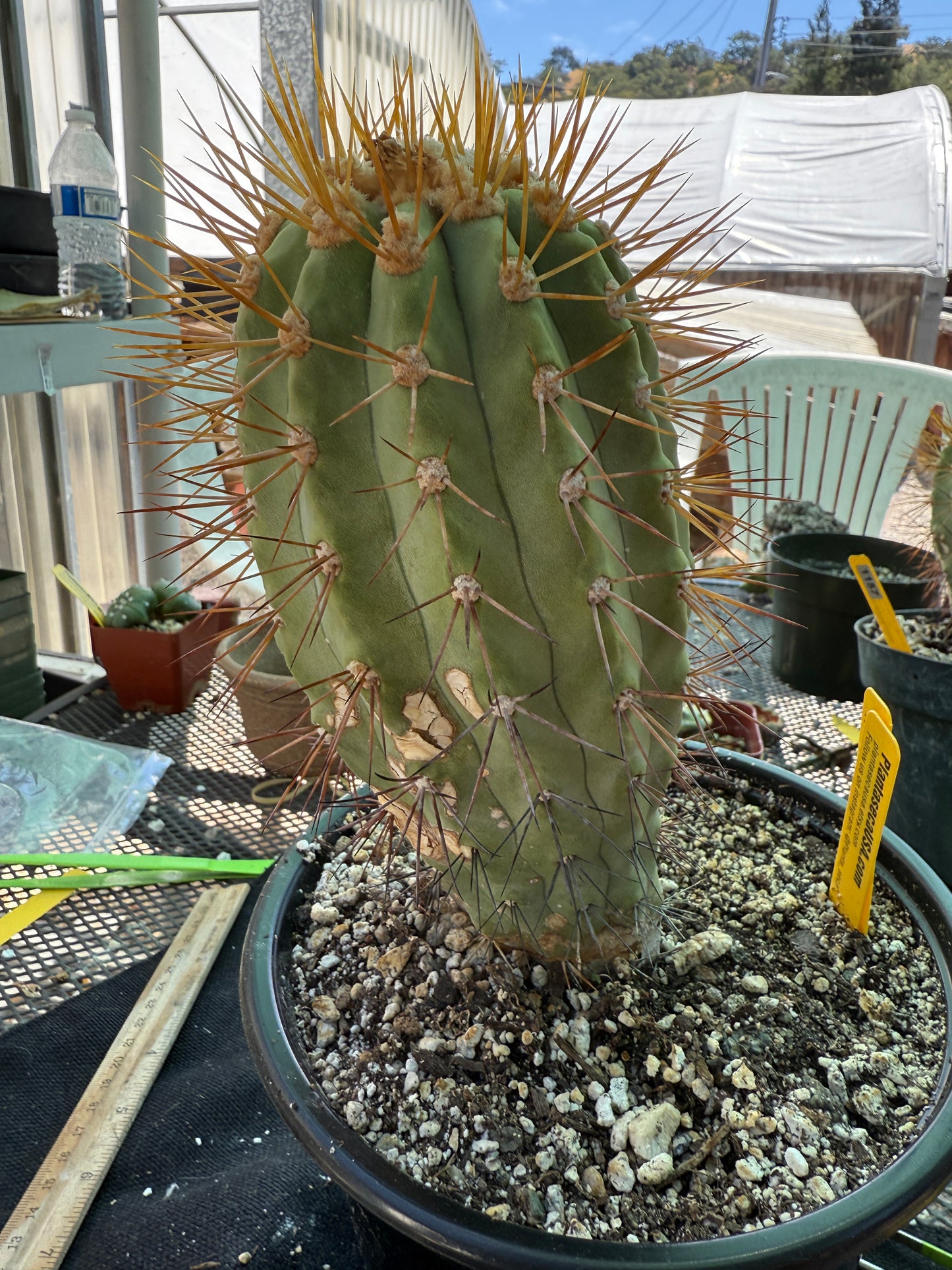 Copiapoa eremophila large and tall old specimen in 7 inch pot 1158