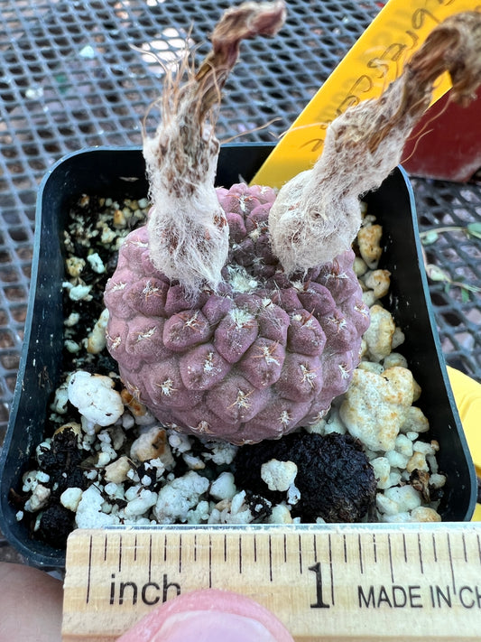 Neochilenia napina cactus in 2.5 inch pot #3