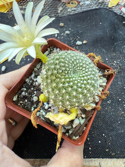 Rebutia krainziana white flower rare plant 303