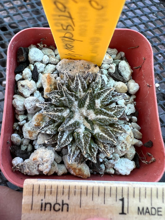 Ariocarpus kotschoubeyanus cactus in 2 inch pot #2