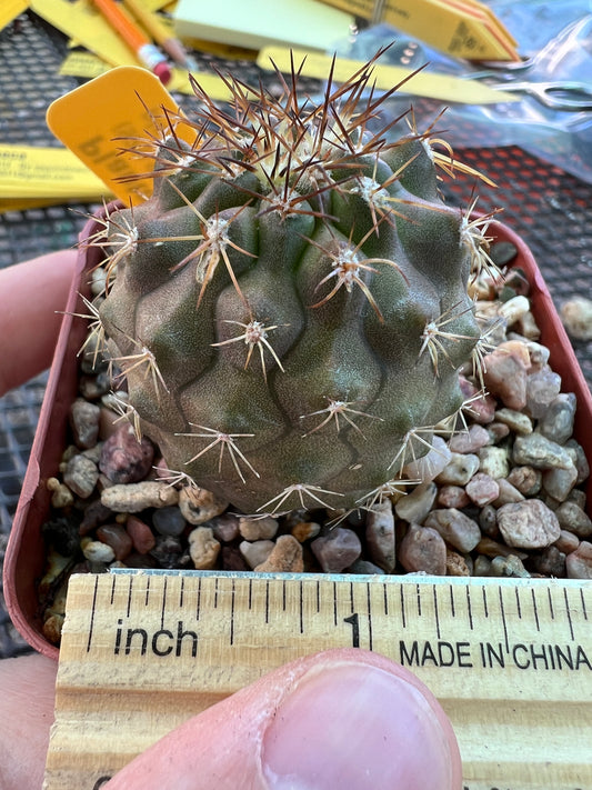 Copiapoa rupestris cactus in 2.5 inch pot