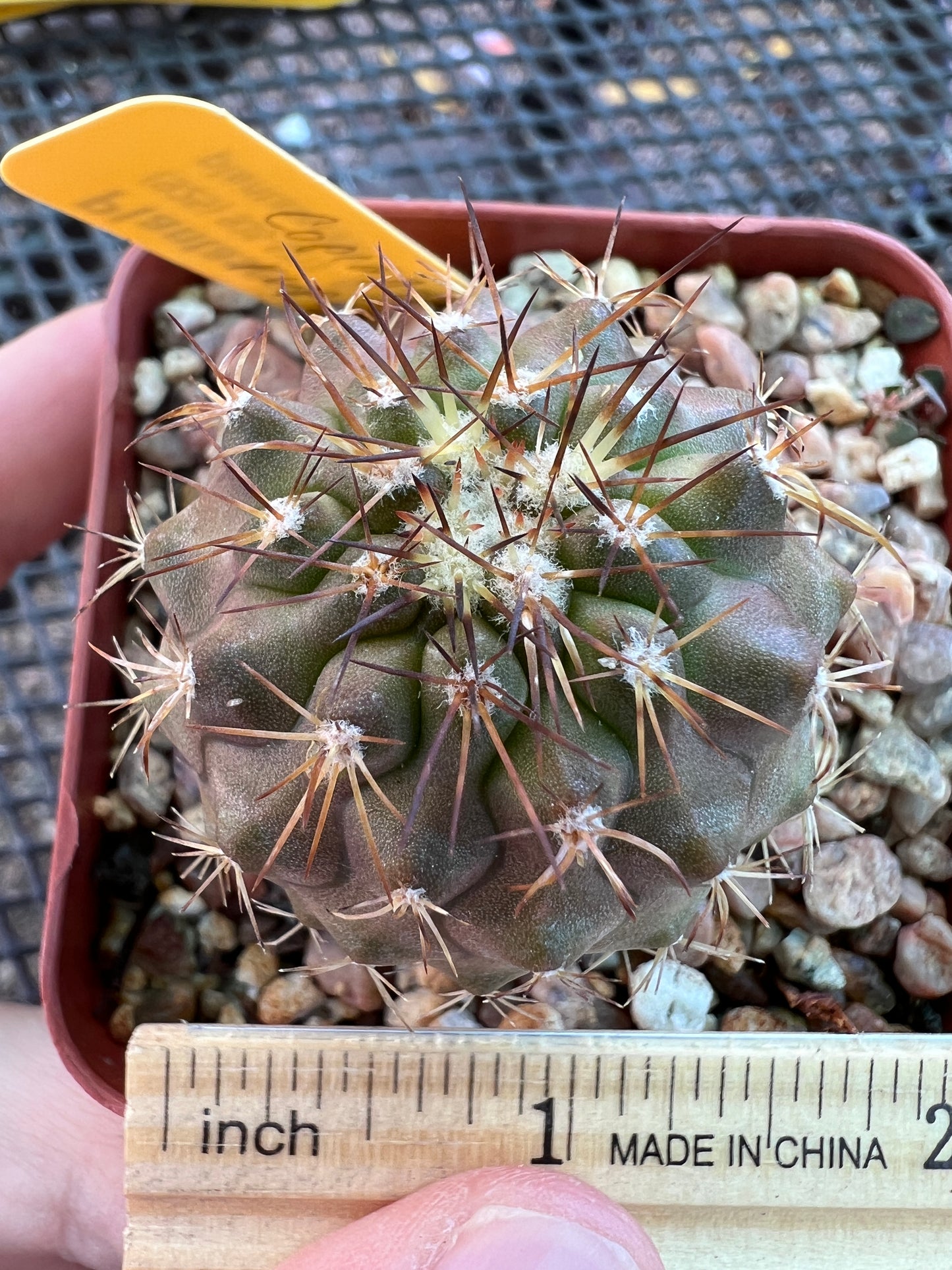 Copiapoa rupestris cactus in 2.5 inch pot