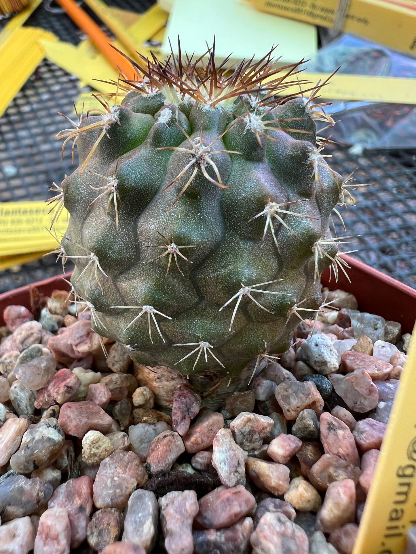 Copiapoa rupestris cactus in 2.5 inch pot