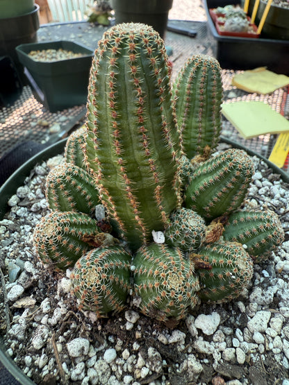 Rebutia torquata in 6 inch pot rare plant, bicolored flowers 306