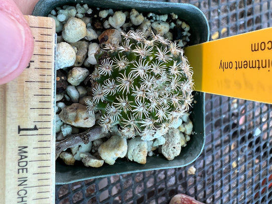 Mammillaria hernandezii rare cactus #2