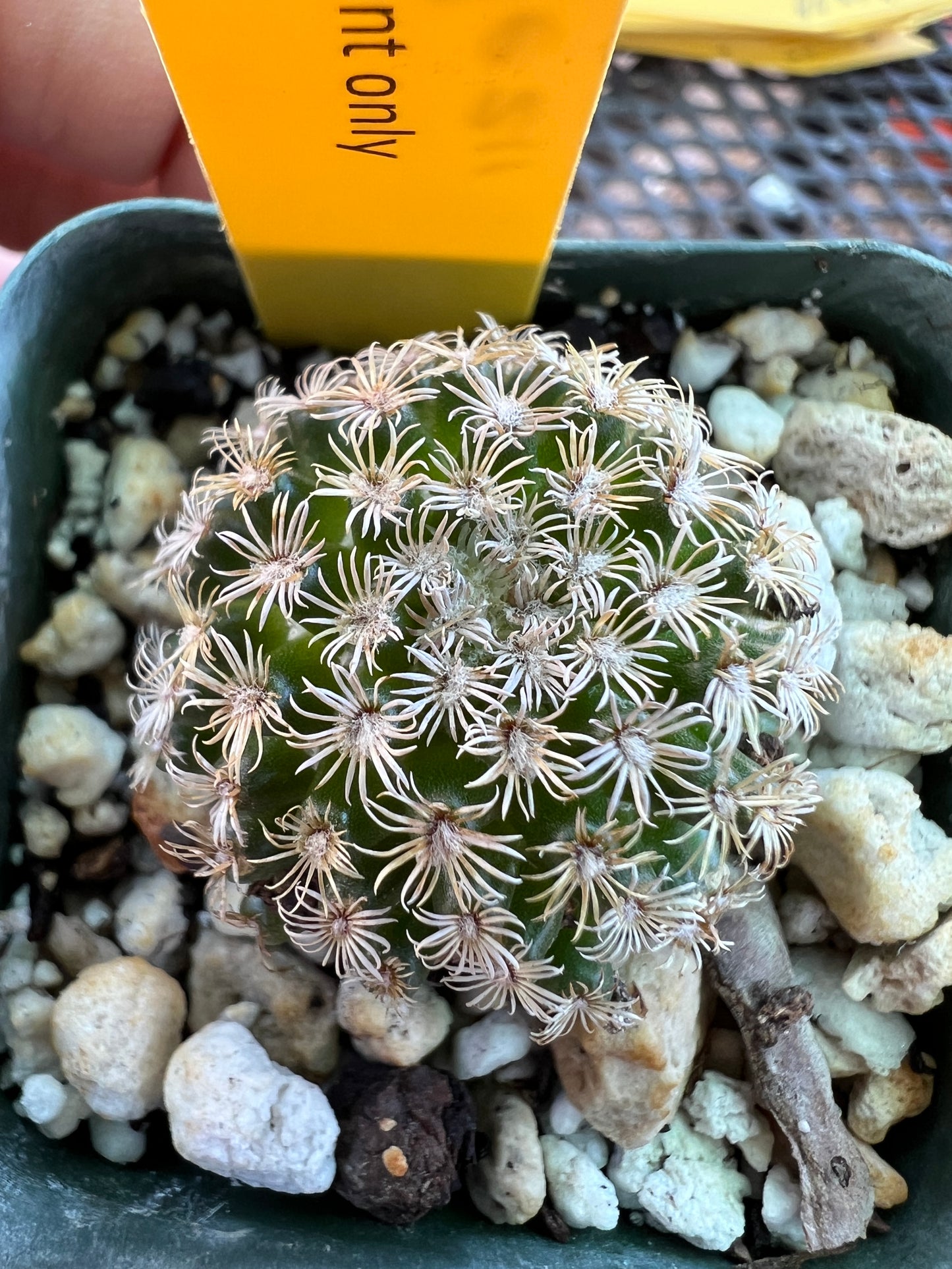 Mammillaria hernandezii rare cactus #2