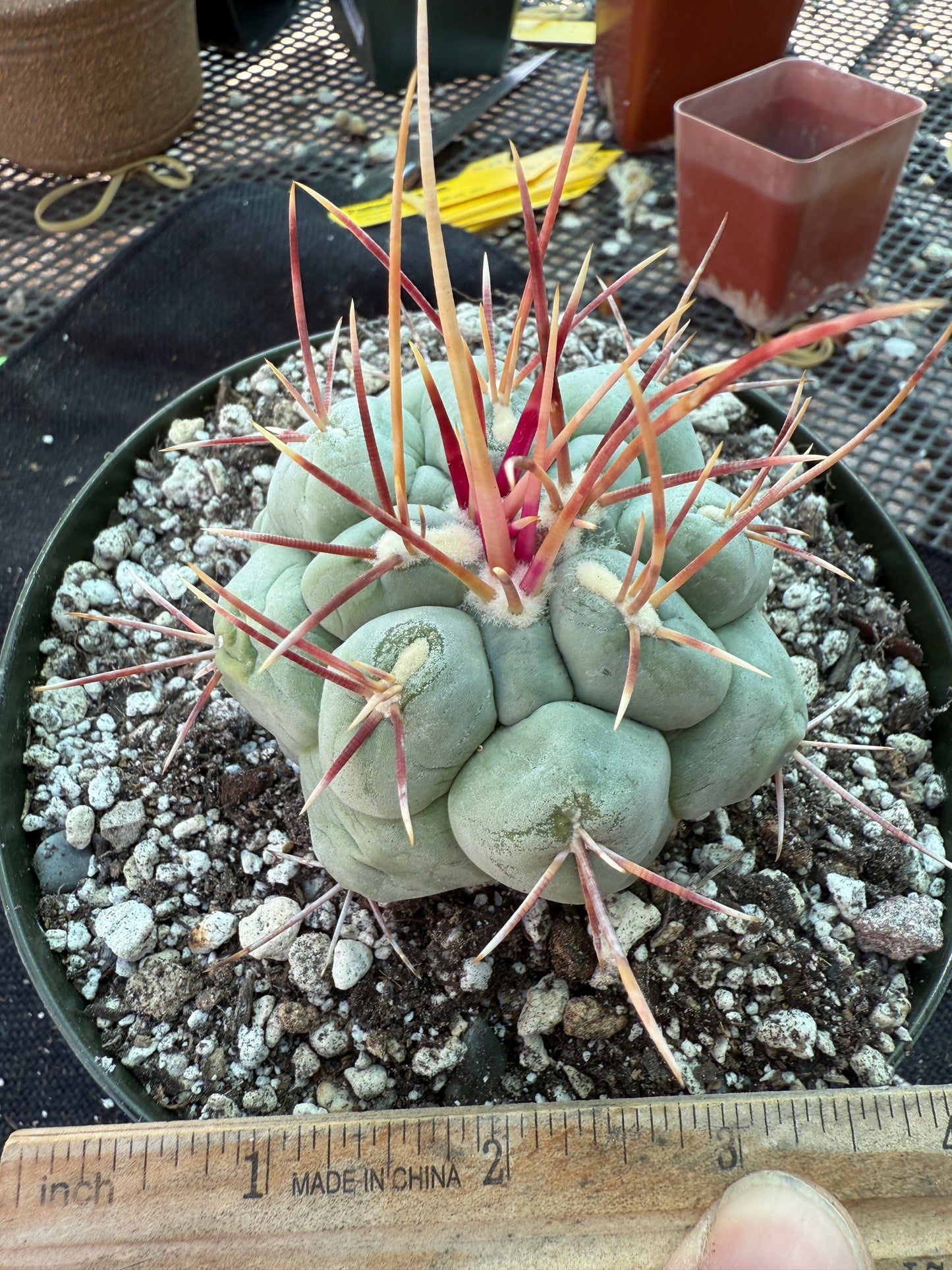 Thelocactus hexaedrophorus large in 6 inch pot 309