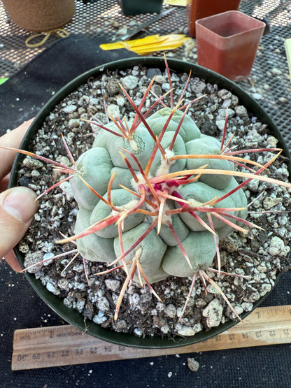 Thelocactus hexaedrophorus large in 6 inch pot 309