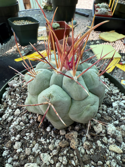 Thelocactus hexaedrophorus large in 6 inch pot 309