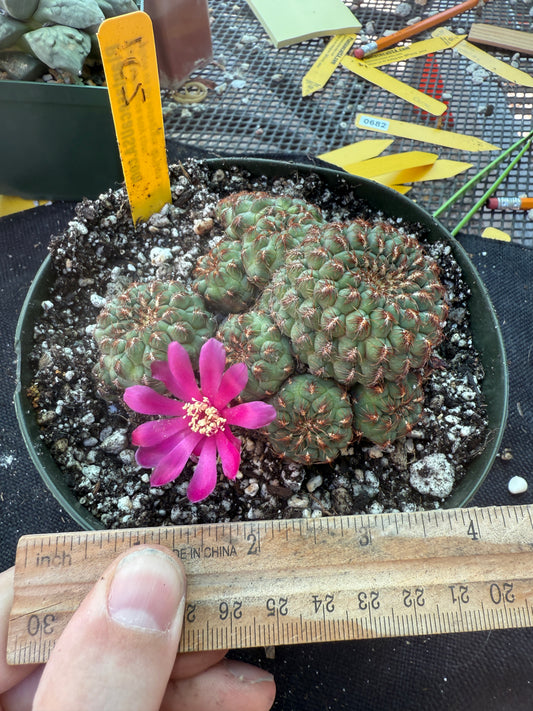 Sulcorebutia pulchra HS-78 in 6 inch pot 105 rare