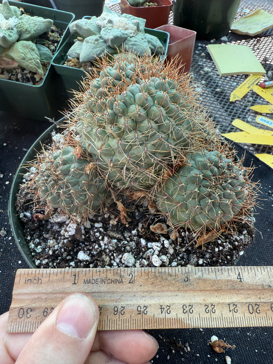 Sulcorebutia Pulchra rare cactus in 6 inch pot 311