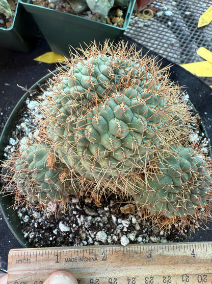 Sulcorebutia Pulchra rare cactus in 6 inch pot 311