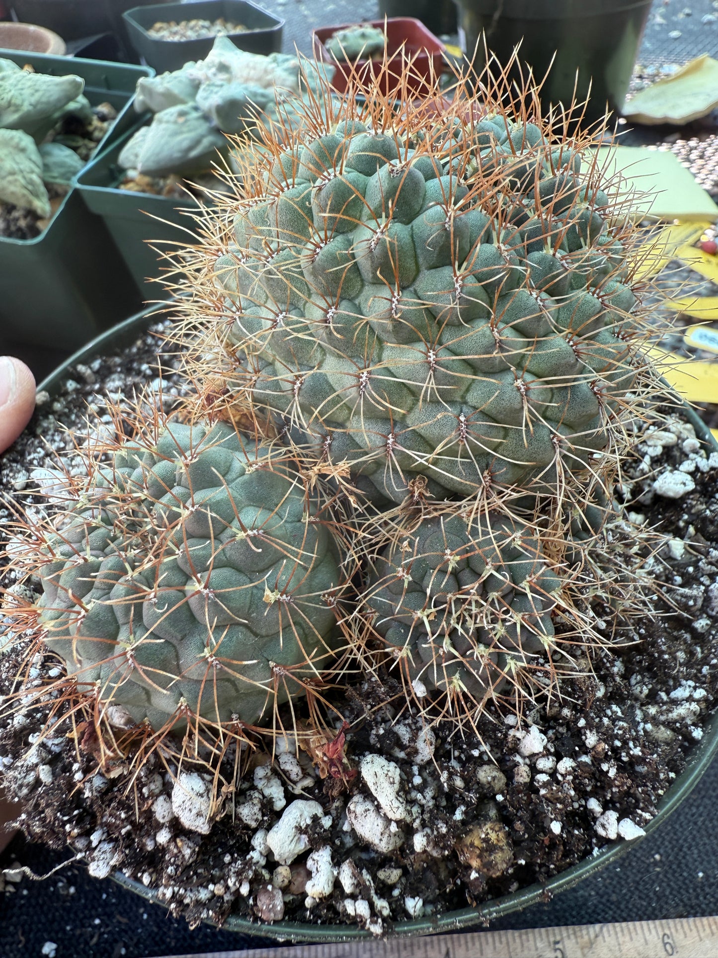 Sulcorebutia Pulchra rare cactus in 6 inch pot 311